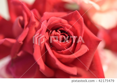 Red rose 42175479
