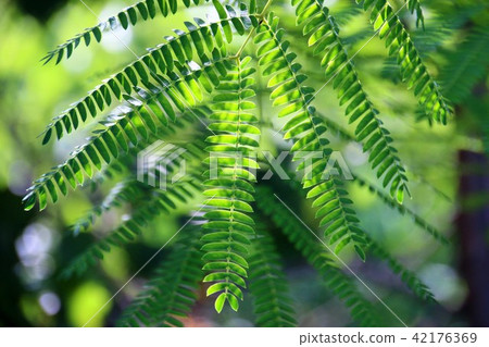 silk tree 42176369
