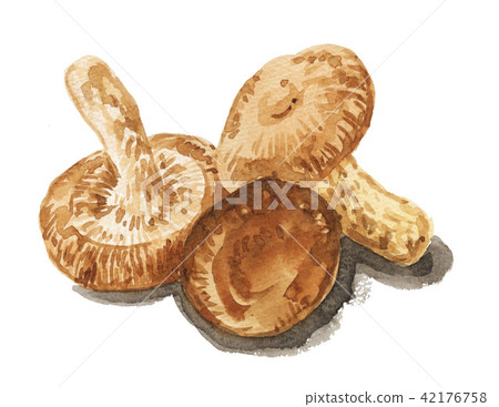 Shiitake mushroom 18716pix 7 42176758