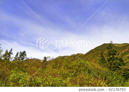 Autumn leaves of Tsugaike Nature Park 42176765