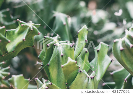 Cactus with texture. 42177091