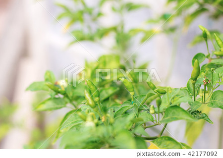 Chilly on tree. 42177092