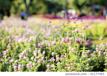 Pink flower on ploted. 42177465