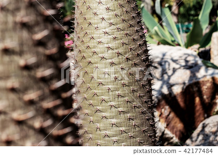 Thorn tree with sunlight. Thorn tree with sunlight. 42177484