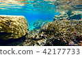 Okinawa Ishigakijima Coral Reefs Underwater Pictures Okinawa Ishigakijima Coral Reefs Underwater Pictures 42177733