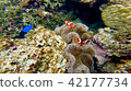 Okinawa Ishigaki-jima Island underwater photo of coral reef Cuckley anemonefish Okinawa Ishigaki-jima Island underwater photo of coral reef Cuckley anemonefish 42177734