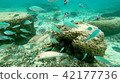 Okinawa Ishigakijima Coral Reefs Underwater Pictures Okinawa Ishigakijima Coral Reefs Underwater Pictures 42177736