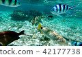 Okinawa Ishigakijima Coral Reefs Underwater Pictures Okinawa Ishigakijima Coral Reefs Underwater Pictures 42177738