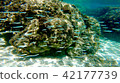 Okinawa Ishigakijima Coral Reefs Underwater Pictures Okinawa Ishigakijima Coral Reefs Underwater Pictures 42177739