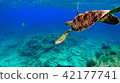 Australia GBR Coral Reef Sea Underwater Picture Sea Turtle Australia GBR Coral Reef Sea Underwater Picture Sea Turtle 42177741