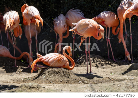 Flamingo at Ueno Zoo 42177780