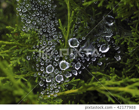 蜘蛛網巢 42177988