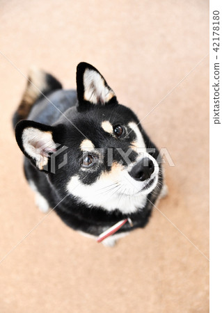 黑髮Shiba Inu 42178180