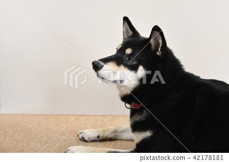 黑髮Shiba Inu 42178181