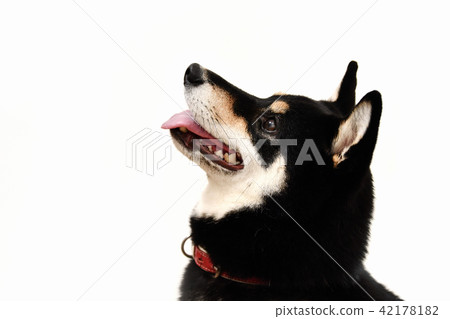 黑髮Shiba Inu 42178182