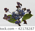 hydrangea   42178287