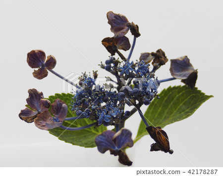 hydrangea hydrangea 42178287