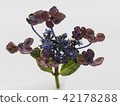hydrangea   42178288