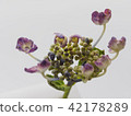 hydrangea   42178289