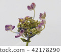 hydrangea   42178290