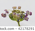 hydrangea   42178291