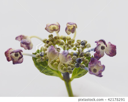 hydrangea hydrangea 42178291