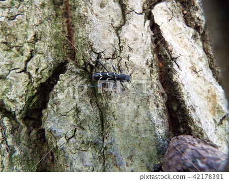 樺樹虎kamikiri 樺樹虎kamikiri 42178391