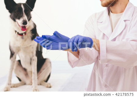 Vet putting on gloves. Vet putting on gloves. 42178575
