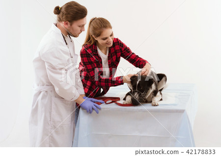 Dog getting checked at vet with their owner. Dog getting checked at vet with their owner. 42178833