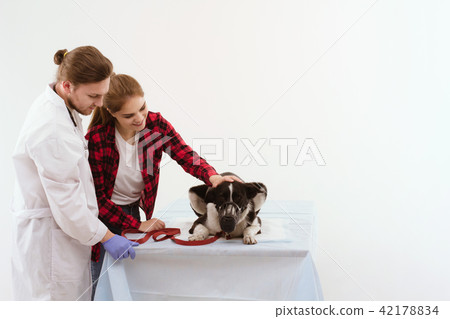 Dog getting checked at vet with their owner. 42178834