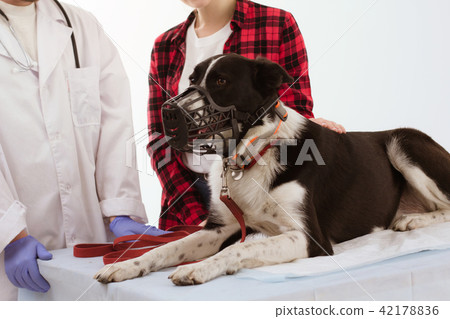 Cute dog at veterenarian. Cute dog at veterenarian. 42178836