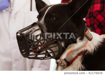 Cute dog at veterinarian. Cute dog at veterinarian. 42178838