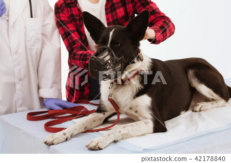 Cute dog at veterinarian. 42178840