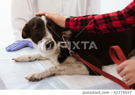 Cute dog at veterenarian. 42178857