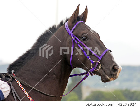 Brown akhal-teke horse stallion portrait. 42178924
