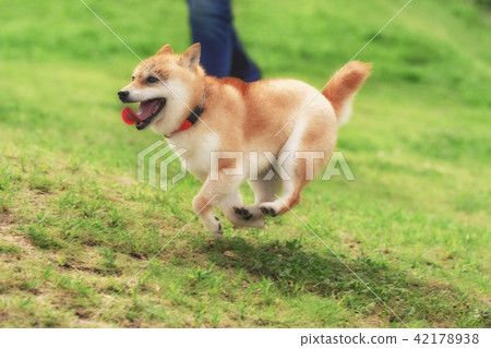 Mameshiba Mameshiba 42178938