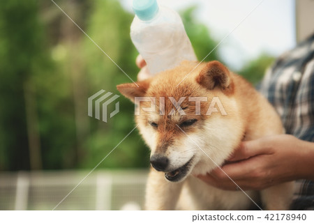 Mameshiba Mameshiba 42178940