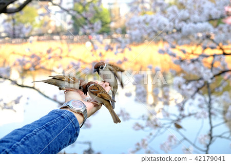 Sparrows eating bait in hands 42179041