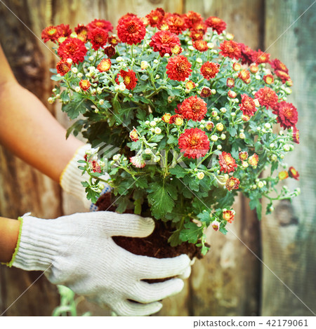Girl wearing protective gloves holding a bush of a red chrysanthemum ready to plant to the ground Girl wearing protective gloves holding a bush of a red chrysanthemum ready to plant to the ground 42179061