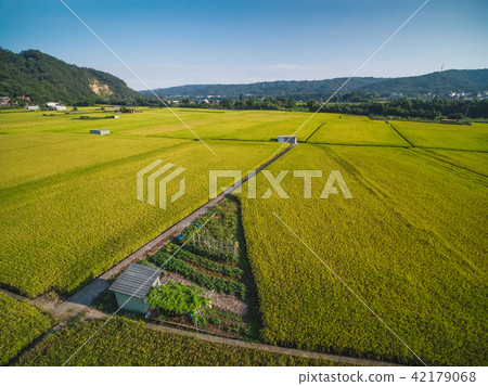 Kansai rice field aerial shot Kansai rice field aerial shot 42179068