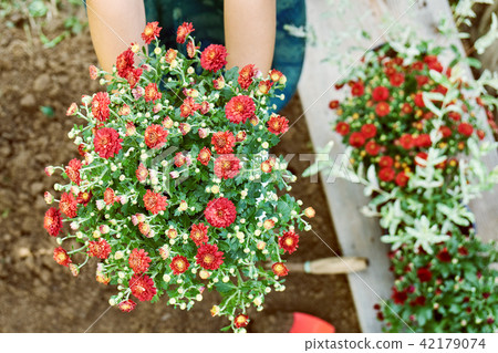 Girl planting a bush of a red chrysanthemum to the ground 42179074