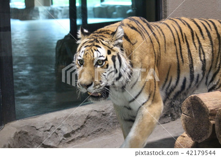 丸山動物園老虎 42179544