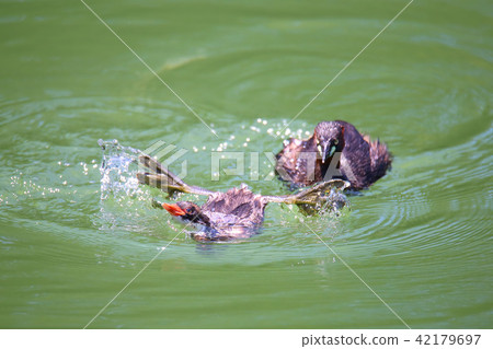 Parent and child of Kaizuburi 42179697