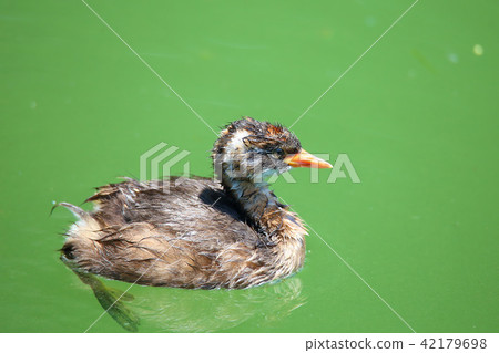 Young birds of Kaizburi Young birds of Kaizburi 42179698