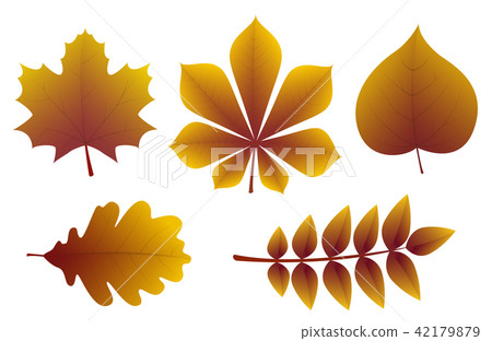 Collection of different types of leaves. Vector. 42179879