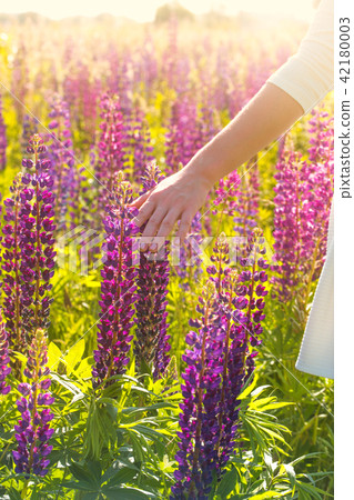 The girl is stroking the flowers in the rays of sunset The girl is stroking the flowers in the rays of sunset 42180003