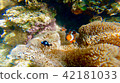 Okinawa Ishigaki-jima Island underwater photo of coral reef Cuckley anemonefish Okinawa Ishigaki-jima Island underwater photo of coral reef Cuckley anemonefish 42181033