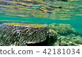 Okinawa Ishigakijima Coral Reefs Underwater Pictures Okinawa Ishigakijima Coral Reefs Underwater Pictures 42181034