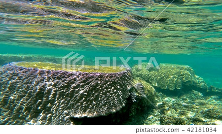沖繩石垣島珊瑚礁水下圖片 沖繩石垣島珊瑚礁水下圖片 42181034