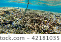 Okinawa Ishigaki-jima Island Coral Sea Underwater Picture Snake Snake Okinawa Ishigaki-jima Island Coral Sea Underwater Picture Snake Snake 42181035